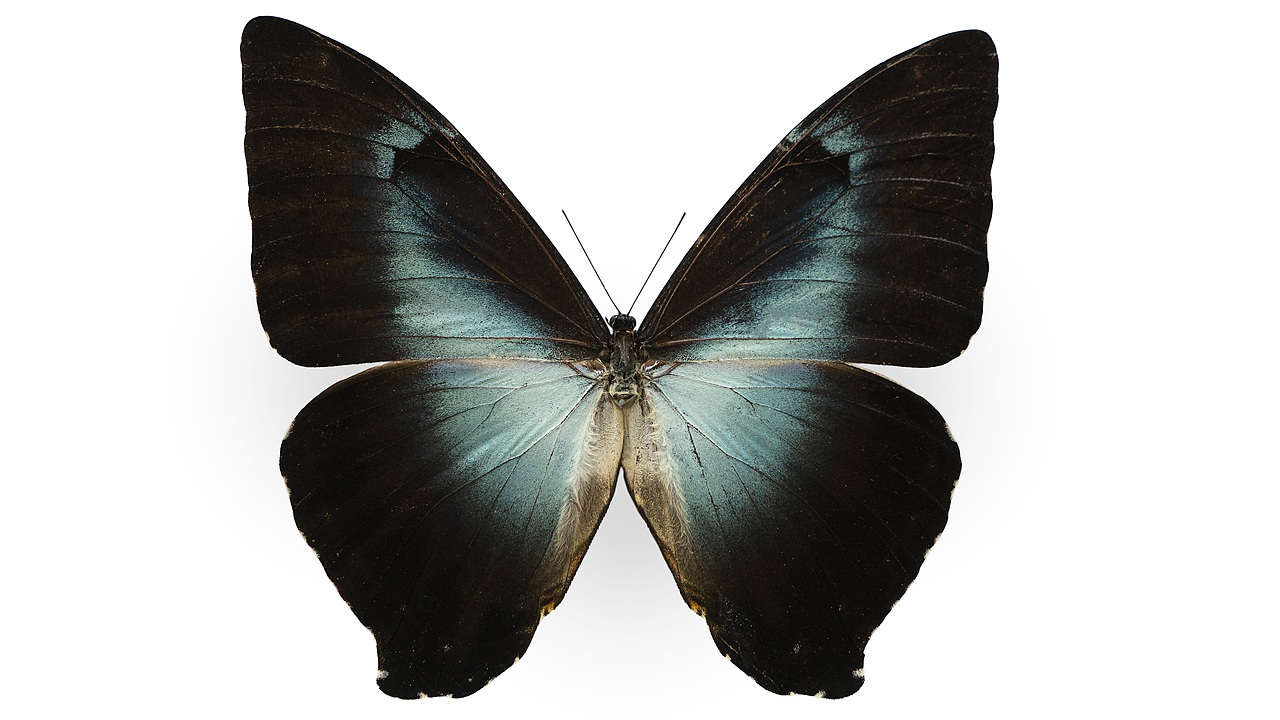 闪蝶标本展示（图ZNDA0MzgyMDk2） - 其他摄影 - 站酷设计师饭饭饭樊原创素材 - 站酷ZCOOL