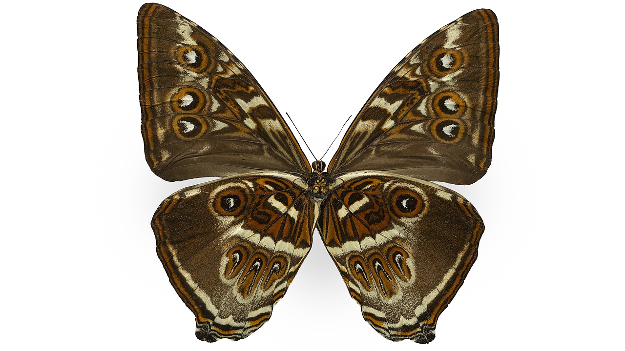 闪蝶标本展示（图ZNDA0MzgyMTA0） - 其他摄影 - 站酷设计师饭饭饭樊原创素材 - 站酷ZCOOL