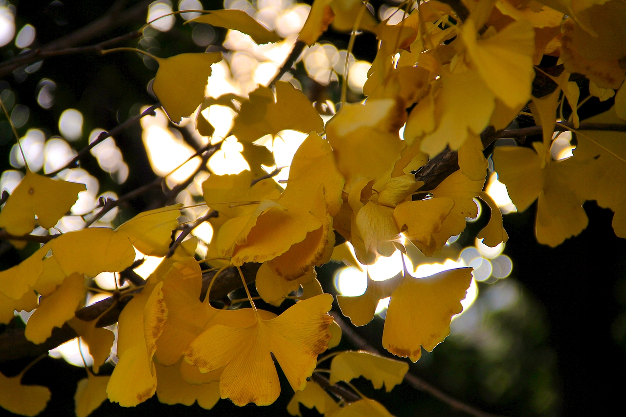 秋（图ZNDA0NDA3NDQ4） - 风光摄影 - 站酷设计师ruoxu原创素材 - 站酷ZCOOL