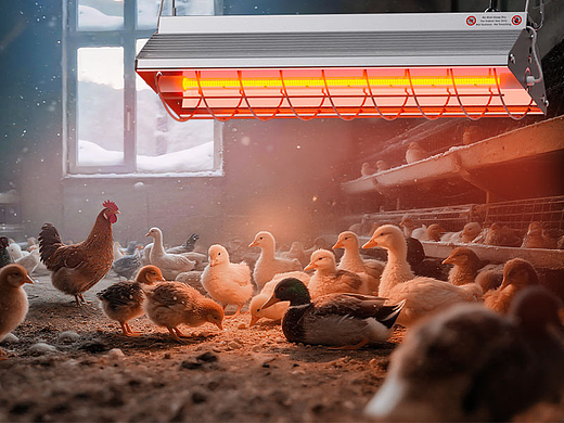 鸡窝加热灯-亚马逊