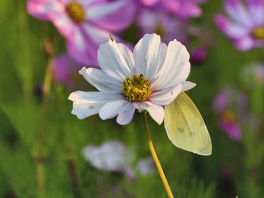 蝶恋花（个人主页-ZNzMzNDc1MDQ=） - 风光摄影 - 站酷设计师拾忆摄影原创素材 - 站酷ZCOOL