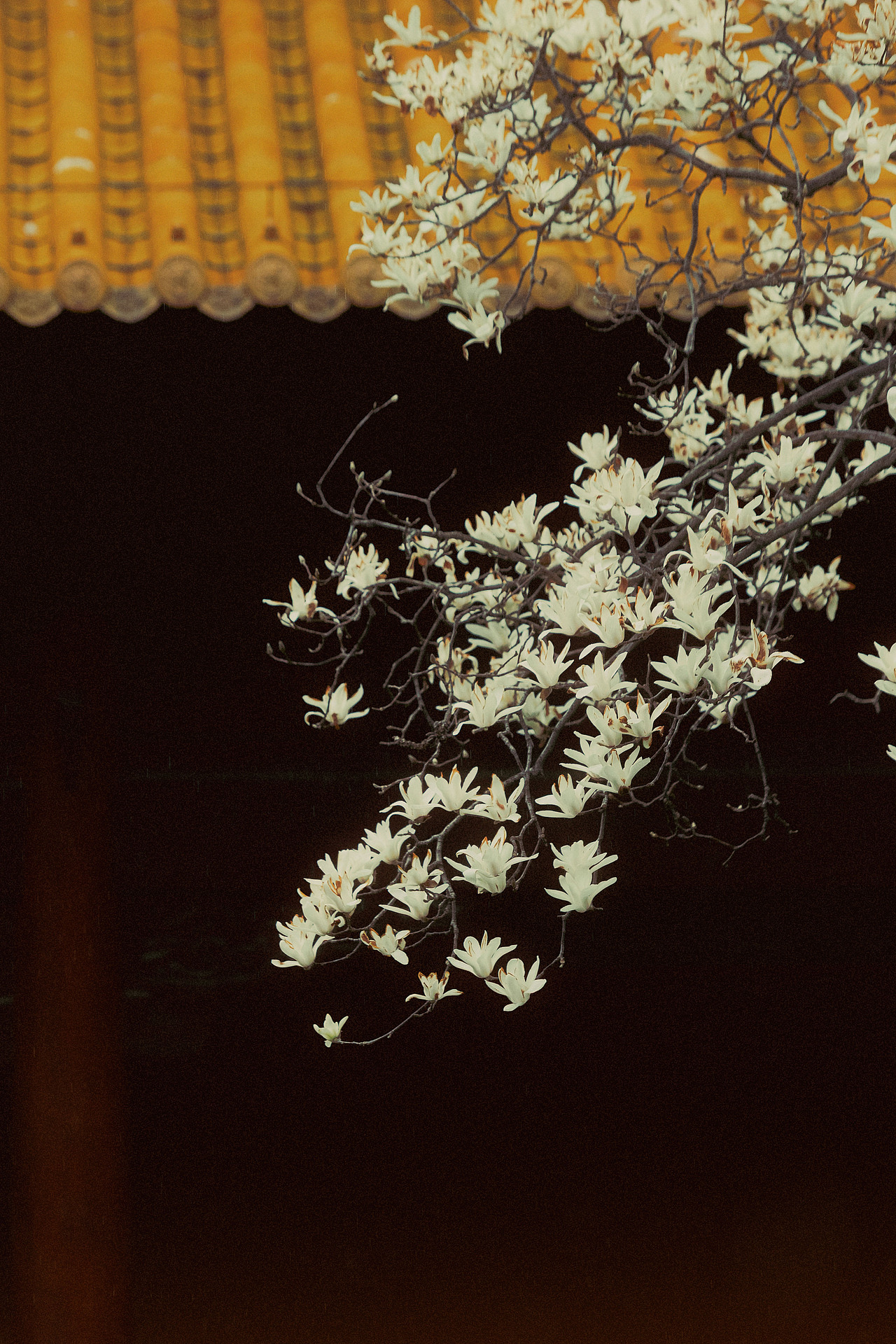 玉殿春（图ZNDA0NDc3MTUy） - 人像摄影 - 站酷设计师若寒Rock原创素材 - 站酷ZCOOL