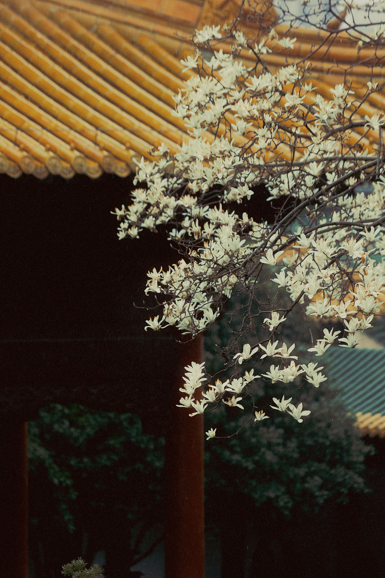 玉殿春（图ZNDA0NDc3MTky） - 人像摄影 - 站酷设计师若寒Rock原创素材 - 站酷ZCOOL