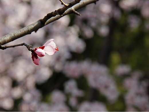 《 粉黛枝头 》