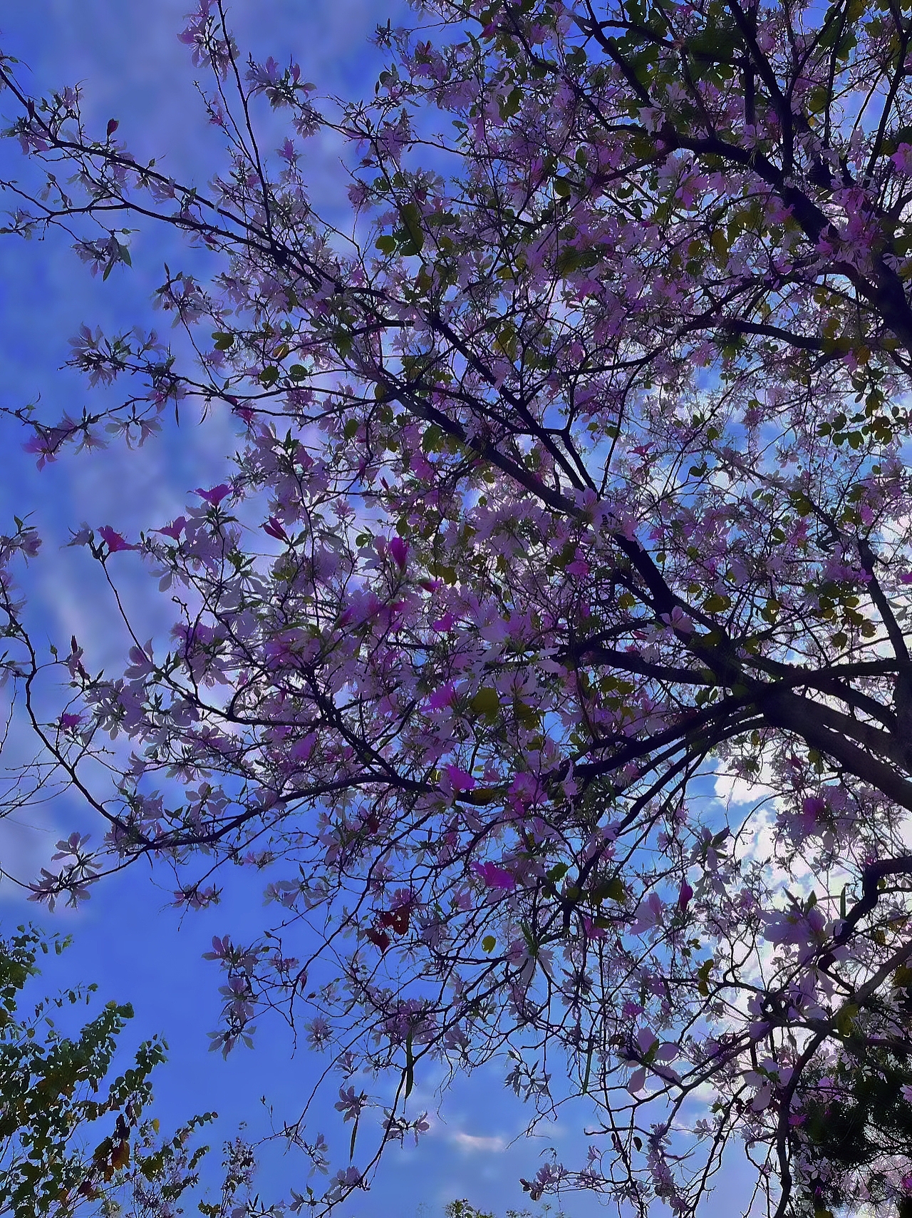 抬头见春，满目繁花（图ZNDA0NDkxNTky） - 风光摄影 - 站酷设计师ioe44原创素材 - 站酷ZCOOL