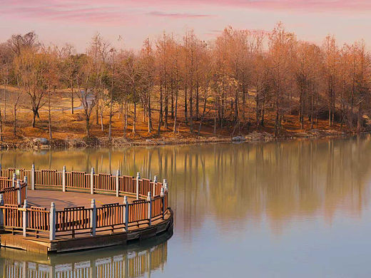 杉染湖光，粉云漫过江南冬