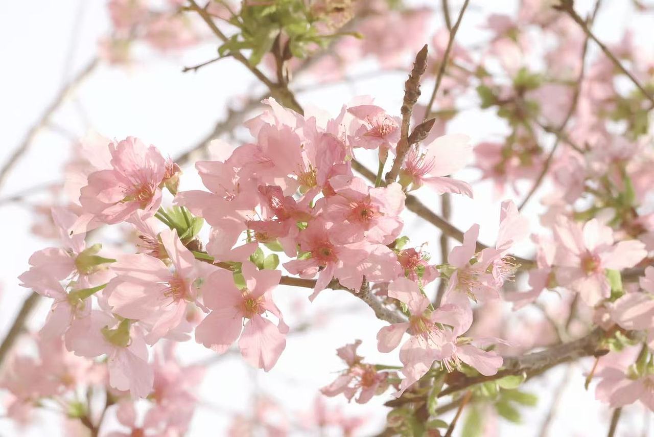 粉色樱花（图ZNDA0NTQxMTI0） - 风光摄影 - 站酷设计师Onlybluegreen原创素材 - 站酷ZCOOL