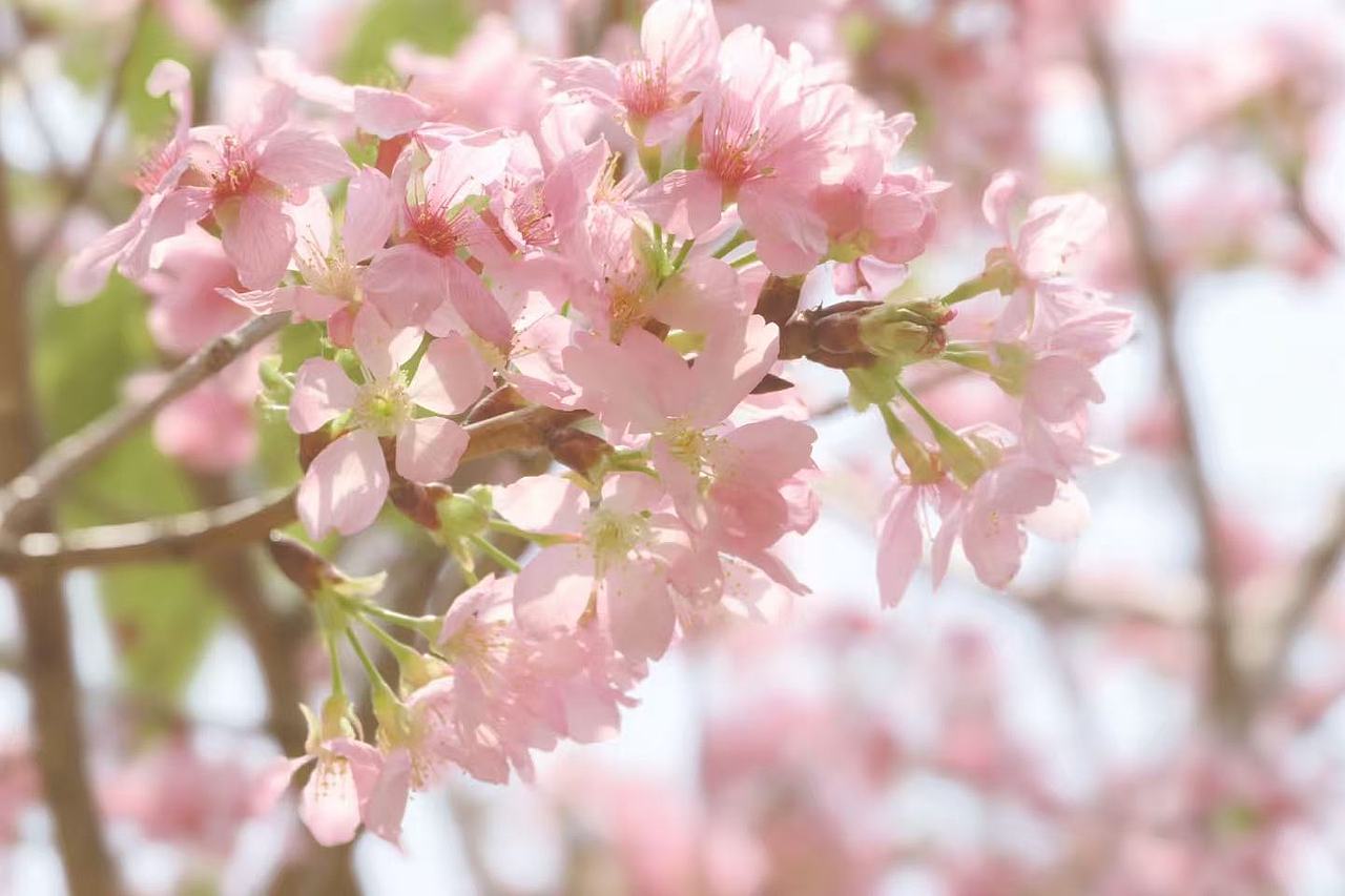 粉色樱花（图ZNDA0NTQxMTI4） - 风光摄影 - 站酷设计师Onlybluegreen原创素材 - 站酷ZCOOL