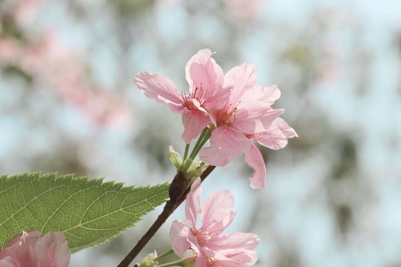 粉色樱花（图ZNDA0NTQxMTQ4） - 风光摄影 - 站酷设计师Onlybluegreen原创素材 - 站酷ZCOOL