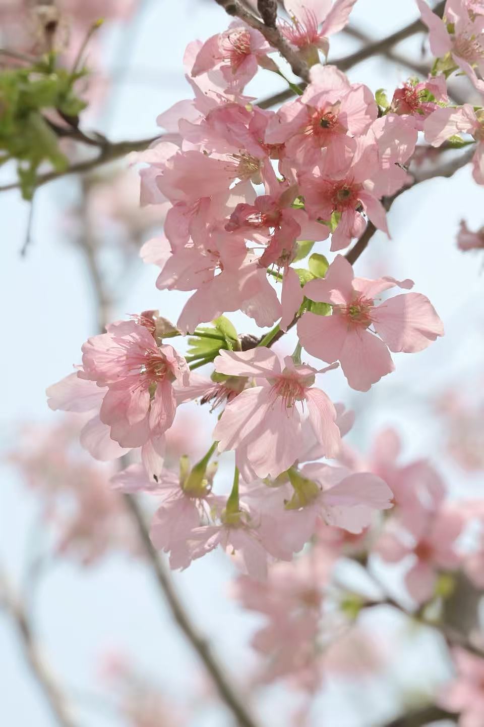 粉色樱花（图ZNDA0NTQxMTUy） - 风光摄影 - 站酷设计师Onlybluegreen原创素材 - 站酷ZCOOL