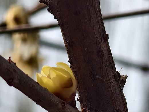 丰台花园的腊梅