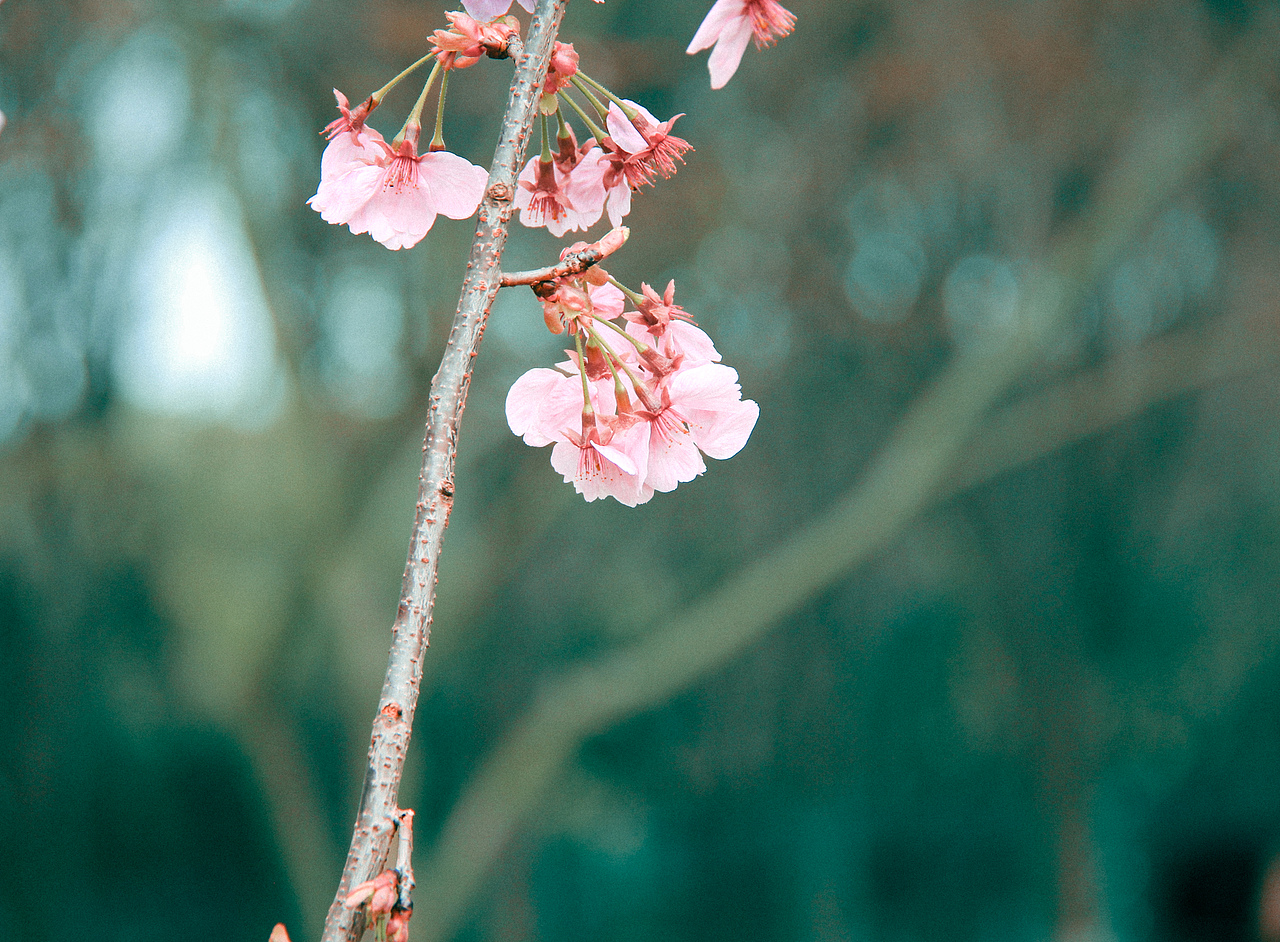 南昌县黄马乡凤凰沟的樱花盛开（图ZNDA0NTQzMDk2） - 宣传物料 - 站酷设计师Z783749544原创素材 - 站酷ZCOOL