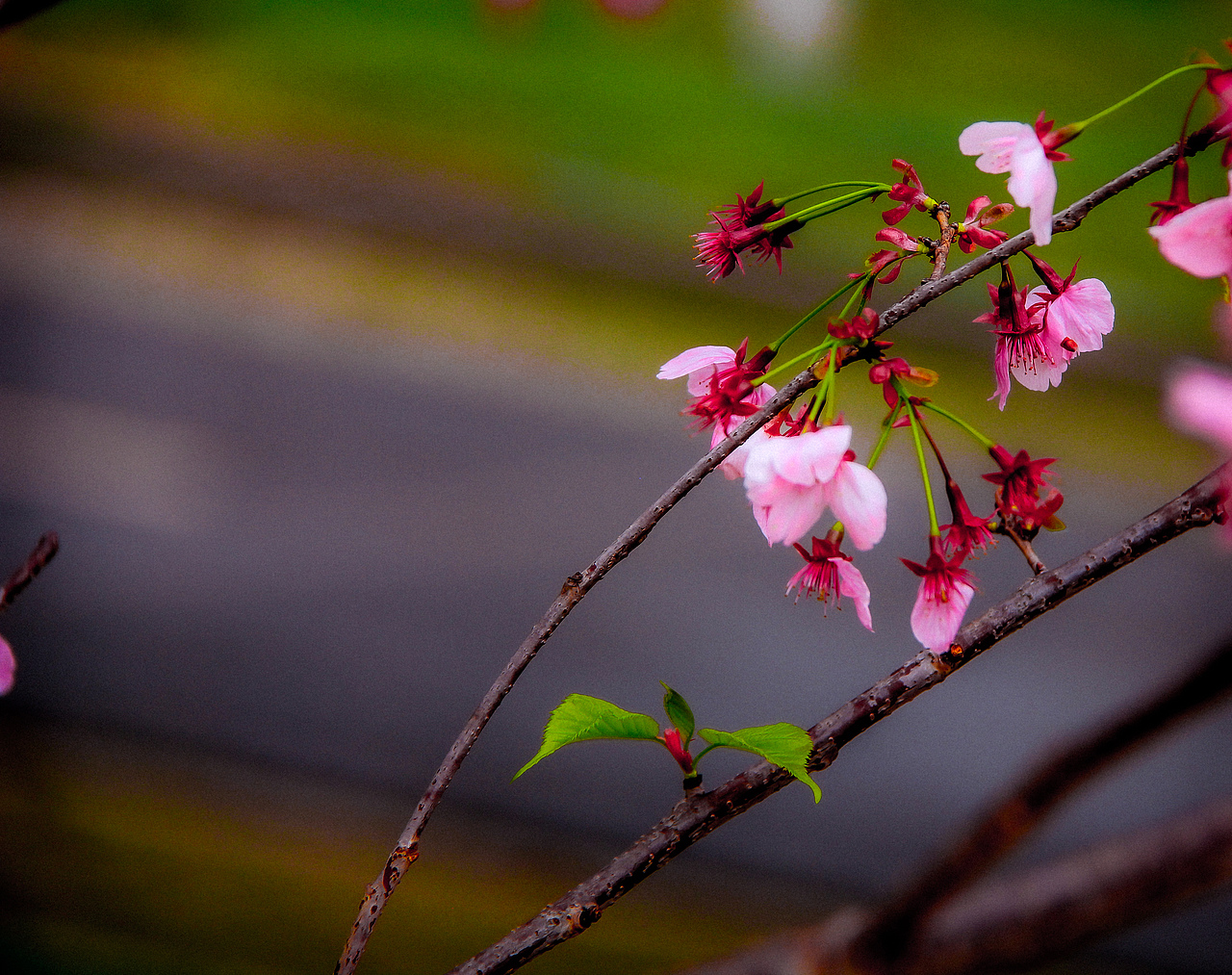 南昌县黄马乡凤凰沟的樱花盛开（图ZNDA0NTQzMDcy） - 宣传物料 - 站酷设计师Z783749544原创素材 - 站酷ZCOOL