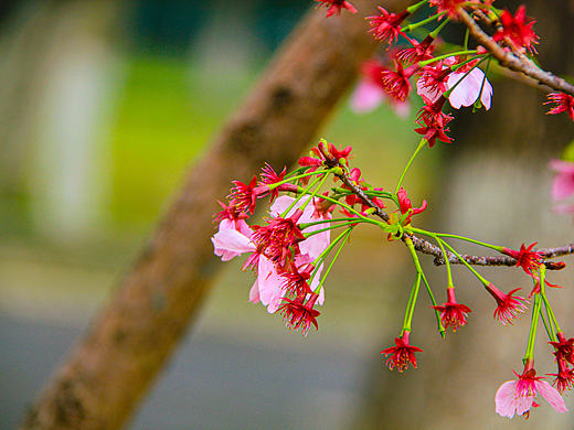 南昌县黄马乡凤凰沟的樱花盛开