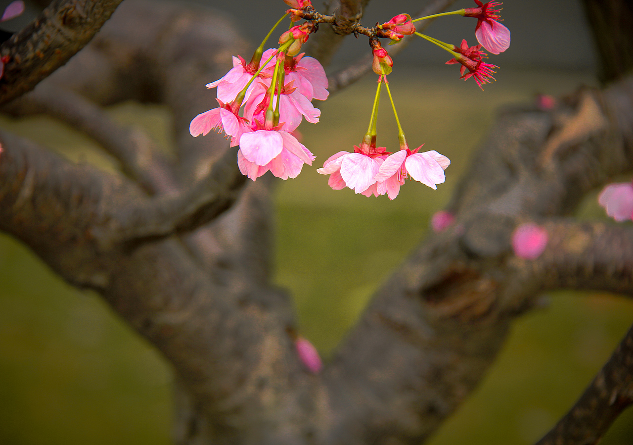 南昌县黄马乡凤凰沟的樱花盛开（图ZNDA0NTQzMDg4） - 宣传物料 - 站酷设计师Z783749544原创素材 - 站酷ZCOOL