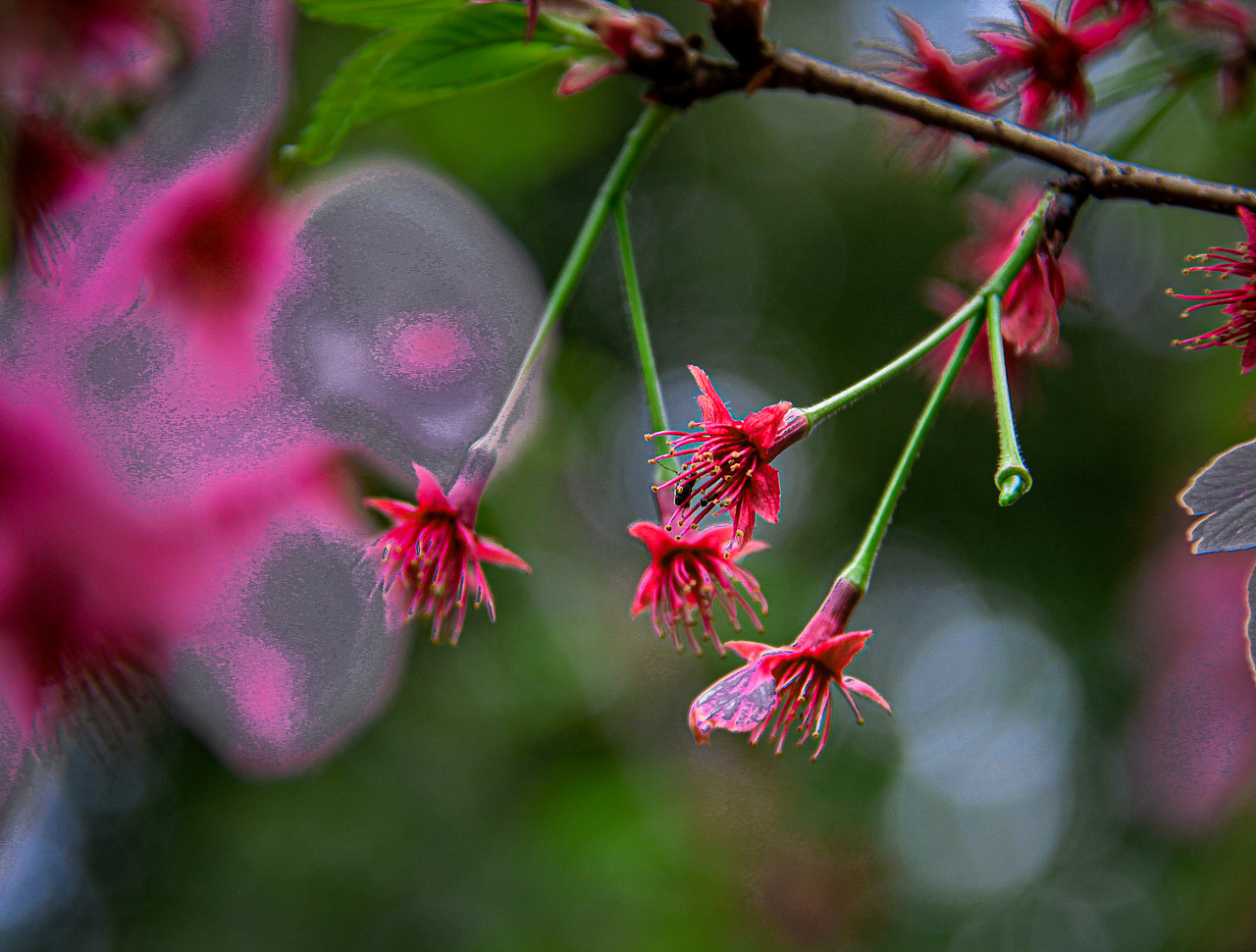 南昌县黄马乡凤凰沟的樱花盛开（图ZNDA0NTQzMDky） - 宣传物料 - 站酷设计师Z783749544原创素材 - 站酷ZCOOL