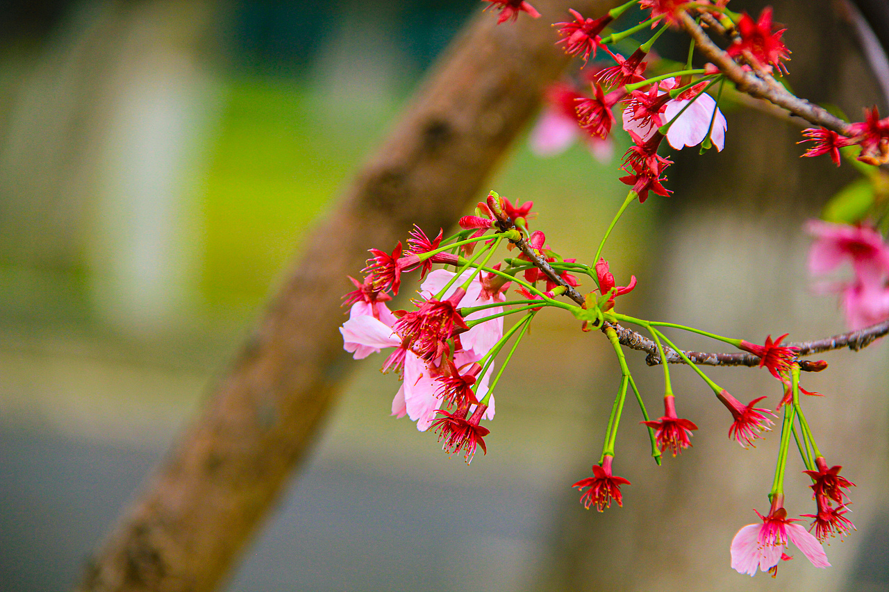 南昌县黄马乡凤凰沟的樱花盛开（图ZNDA0NTQzMDY4） - 宣传物料 - 站酷设计师Z783749544原创素材 - 站酷ZCOOL