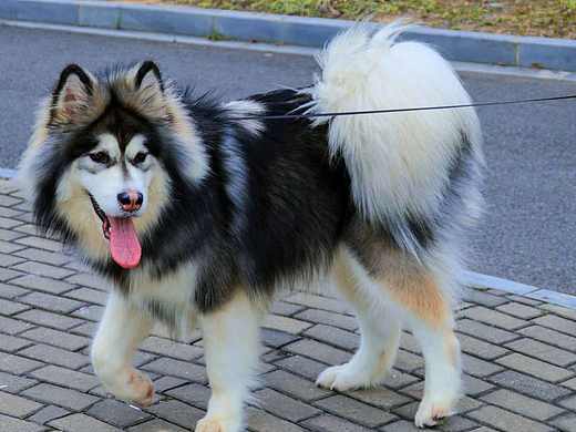 漂亮小狗狗（個(gè)人主頁-ZNzMzNTY0NjA=） - 寵物攝影 - 站酷設(shè)計(jì)師Z681121137原創(chuàng)素材 - 站酷ZCOOL