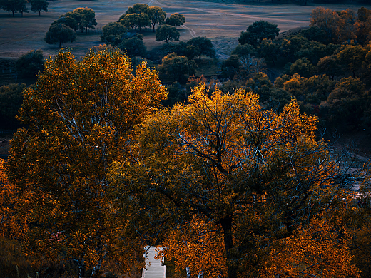坝上深秋的木栈道