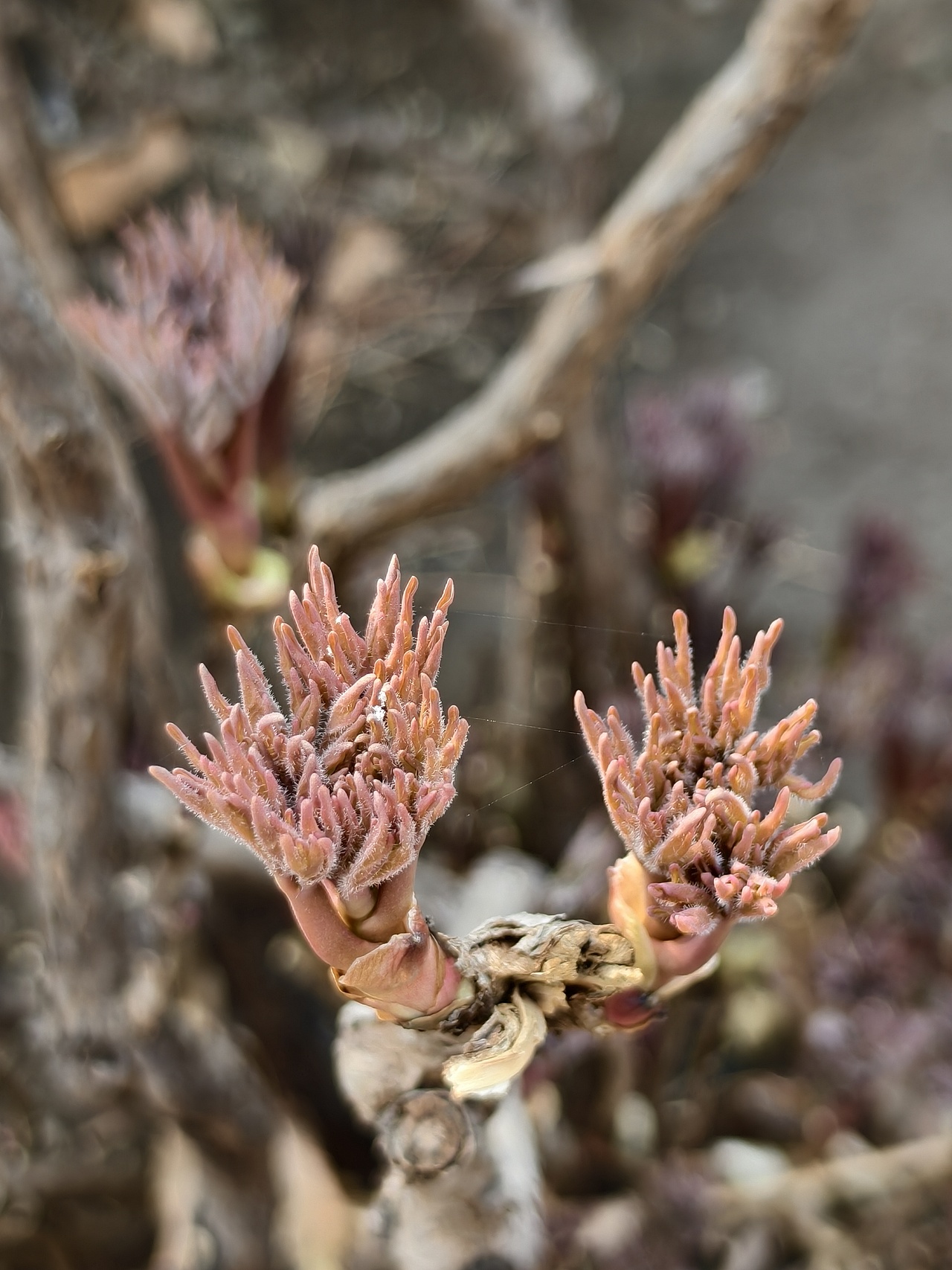 春日小景（图ZNDA0NTkxOTUy） - 风光摄影 - 站酷设计师晓晓桃原创素材 - 站酷ZCOOL