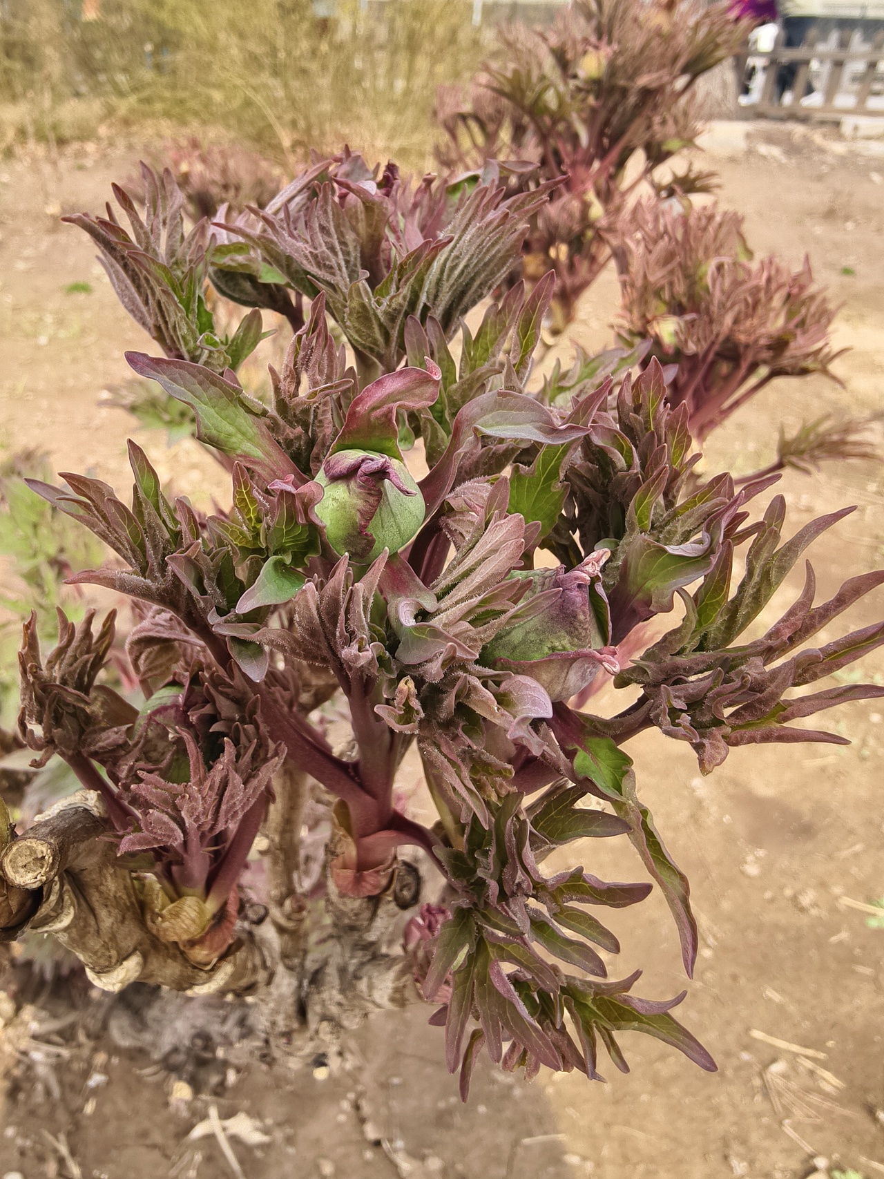 春日小景（图ZNDA0NTkxOTU2） - 风光摄影 - 站酷设计师晓晓桃原创素材 - 站酷ZCOOL