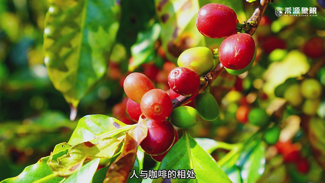 咖啡品牌宣传片（图ZNDA0NjI3MzY0） - 风光摄影 - 站酷设计师BATOLO原创素材 - 站酷ZCOOL