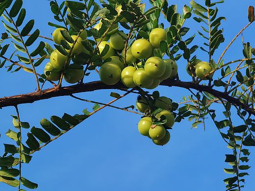 油柑（个人主页-ZNzMzNjM3Mjg=） - 风光摄影 - 站酷设计师爱拍照的小喵原创素材 - 站酷ZCOOL