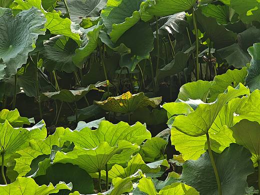 荷叶 绿叶 壁纸 素材