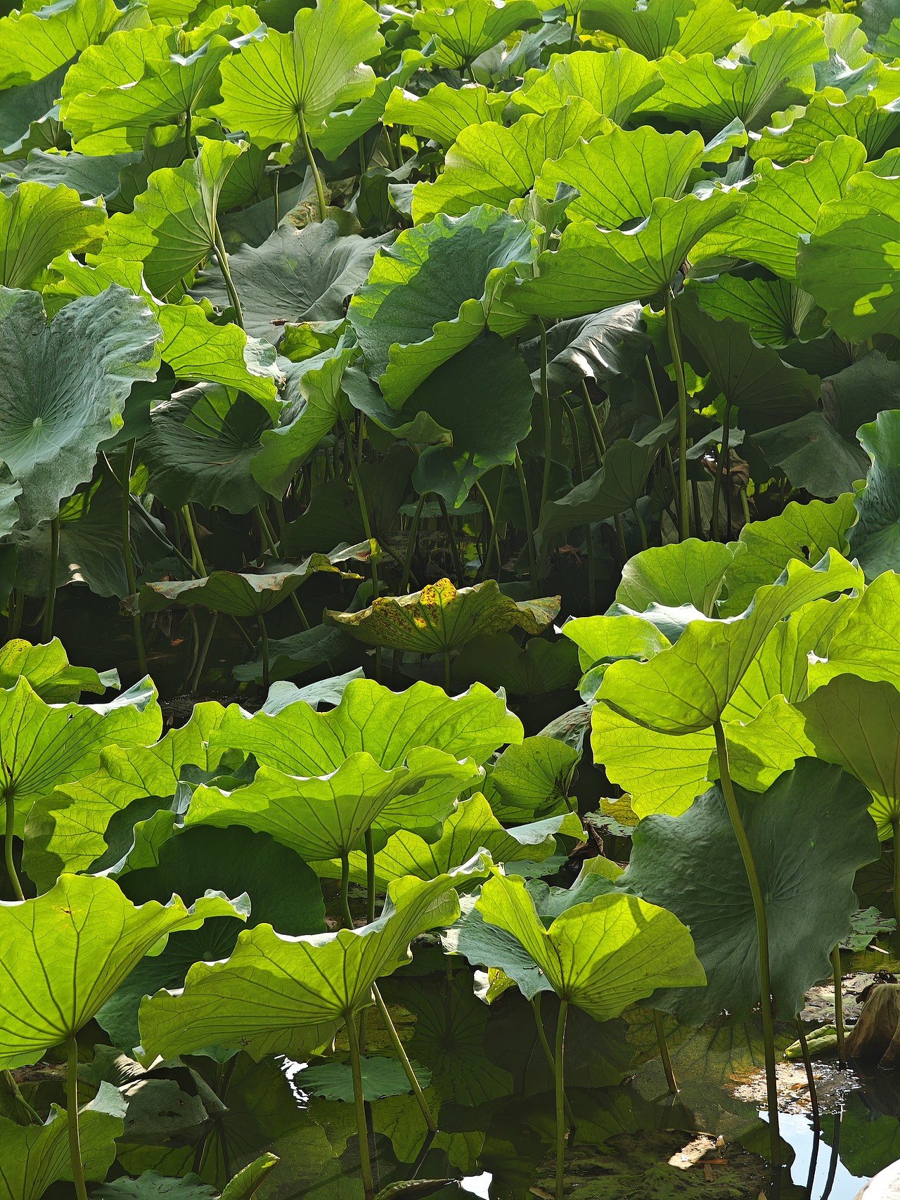 荷叶 绿叶 壁纸 素材（图ZNDA0NjM5NTM2） - 风光摄影 - 站酷设计师aaasa原创素材 - 站酷ZCOOL