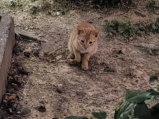 哈～基米（個(gè)人主頁(yè)-ZNzMzNzAxMjA=） - 寵物攝影 - 站酷設(shè)計(jì)師U500原創(chuàng)素材 - 站酷ZCOOL