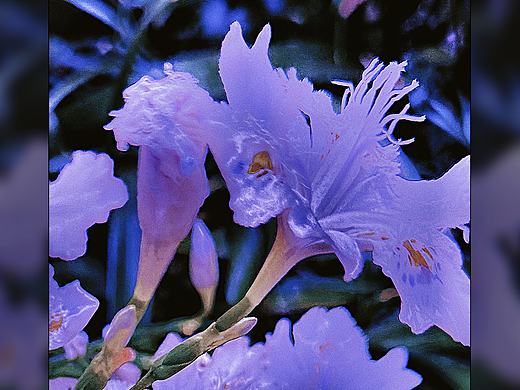 花𤤴．西岭蓝鸟诗意画．摄影数字艺术