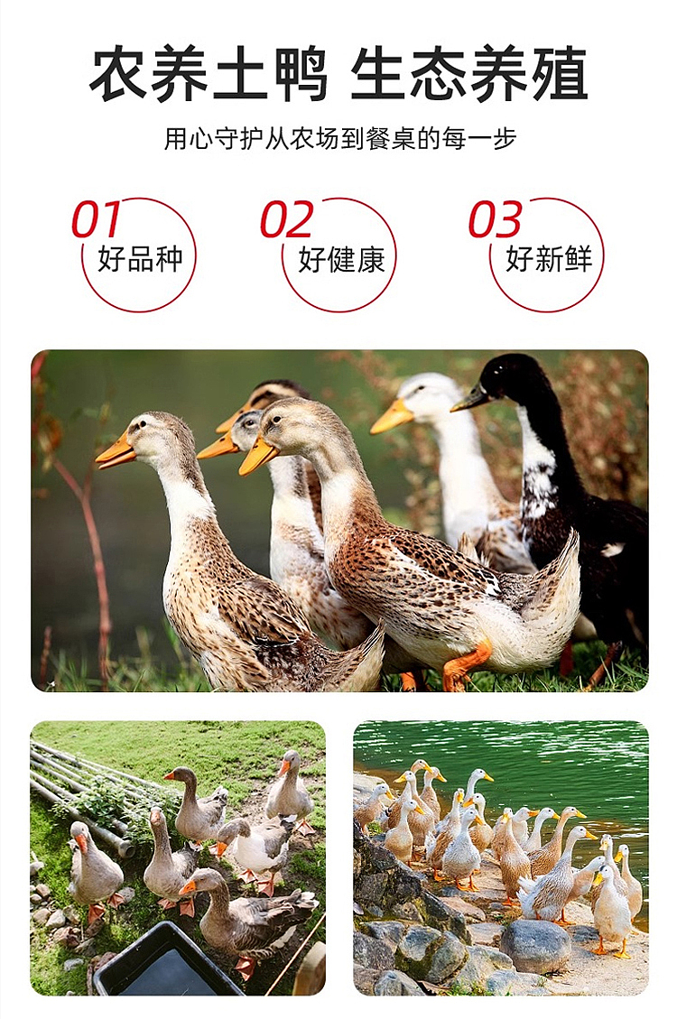 当归老卤鸭翅根——电商主图详情页设计（图ZNDA0NzMzMDgw） - 电商 - 站酷设计师星空下的契约原创素材 - 站酷ZCOOL