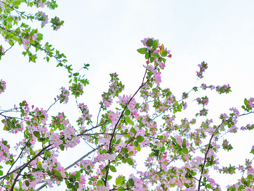 走进春天（个人主页-ZNzMzNzMzNjA=） - 风光摄影 - 站酷设计师俩小团子原创素材 - 站酷ZCOOL