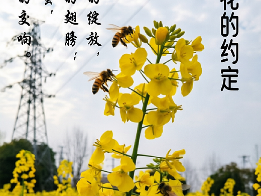 蜜蜂与花的约定