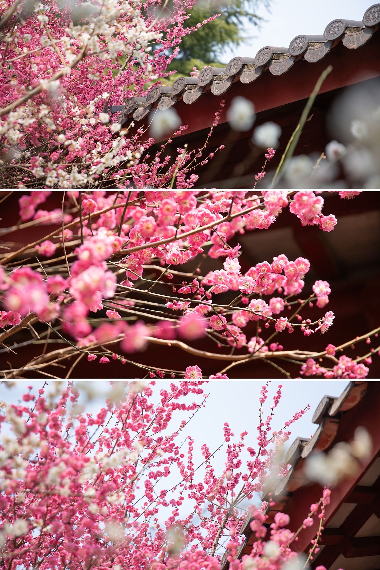 公园里的梅花开的正好，梅花枝上春如海（图ZNDA0NzgyMDY0） - 风光摄影 - 站酷设计师淋隐子原创素材 - 站酷ZCOOL