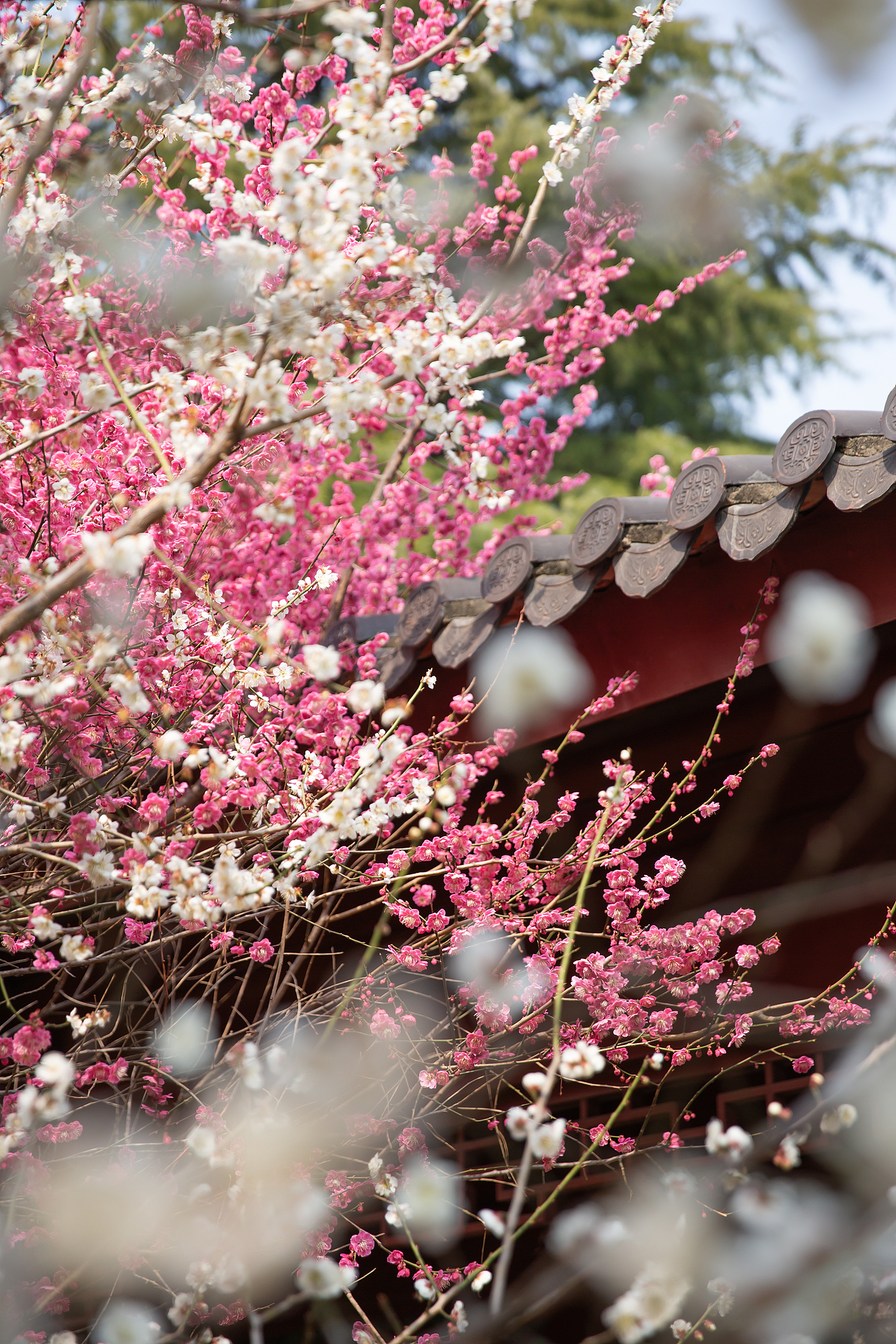 公园里的梅花开的正好，梅花枝上春如海（图ZNDA0NzgyMDgw） - 风光摄影 - 站酷设计师淋隐子原创素材 - 站酷ZCOOL
