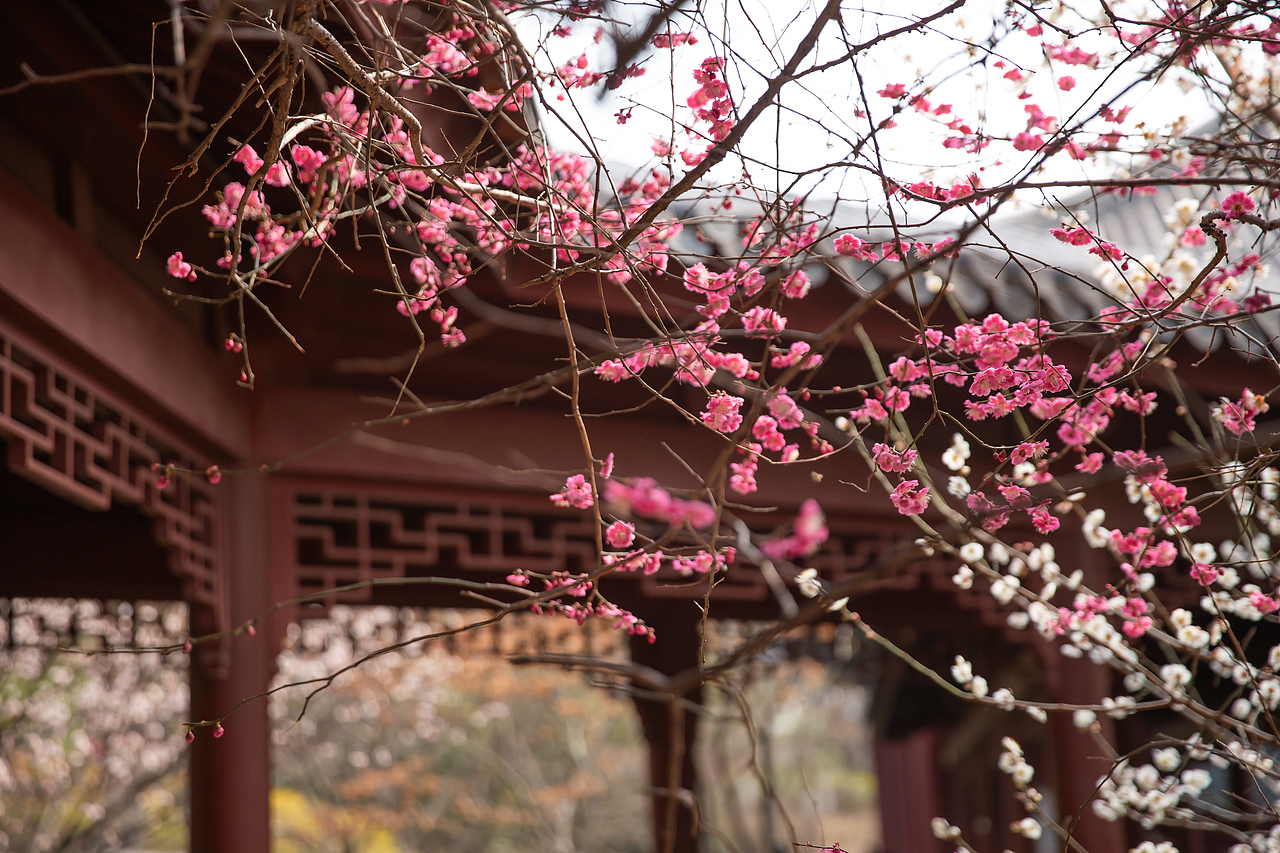 公园里的梅花开的正好，梅花枝上春如海（图ZNDA0NzgyMTY0） - 风光摄影 - 站酷设计师淋隐子原创素材 - 站酷ZCOOL
