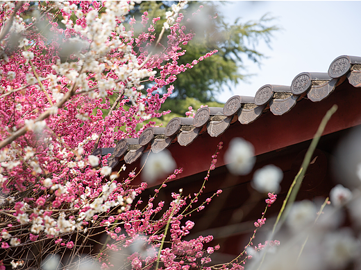 公园里的梅花开的正好，梅花枝上春如海