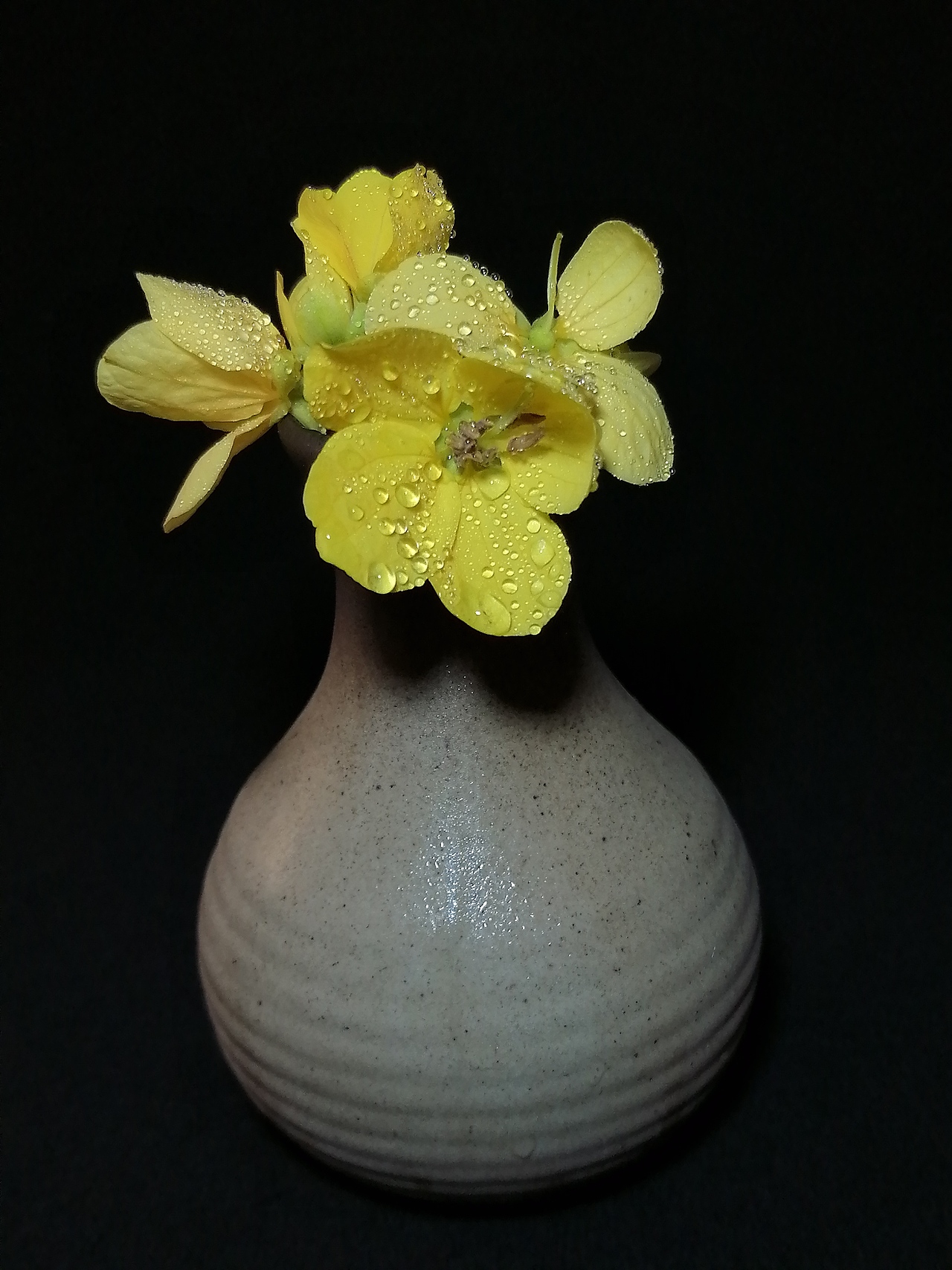 美人焦➰决明花（图ZNDA0ODA0MjQw） - 时尚/艺术摄影 - 站酷设计师摄影师国庆原创素材 - 站酷ZCOOL