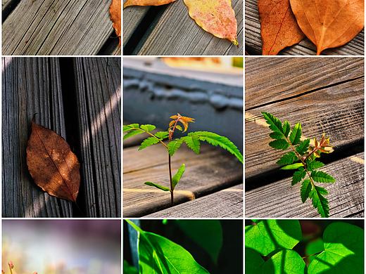 从老木糙纹到新绿嫩芽，邂逅时光赠予的轻柔浪漫