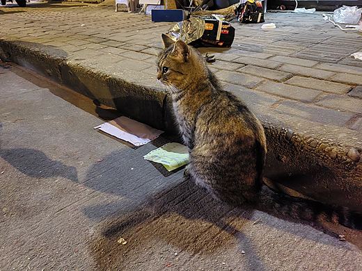 注視（個(gè)人主頁(yè)-ZNzMzODM4NDQ=） - 寵物攝影 - 站酷設(shè)計(jì)師U500原創(chuàng)素材 - 站酷ZCOOL