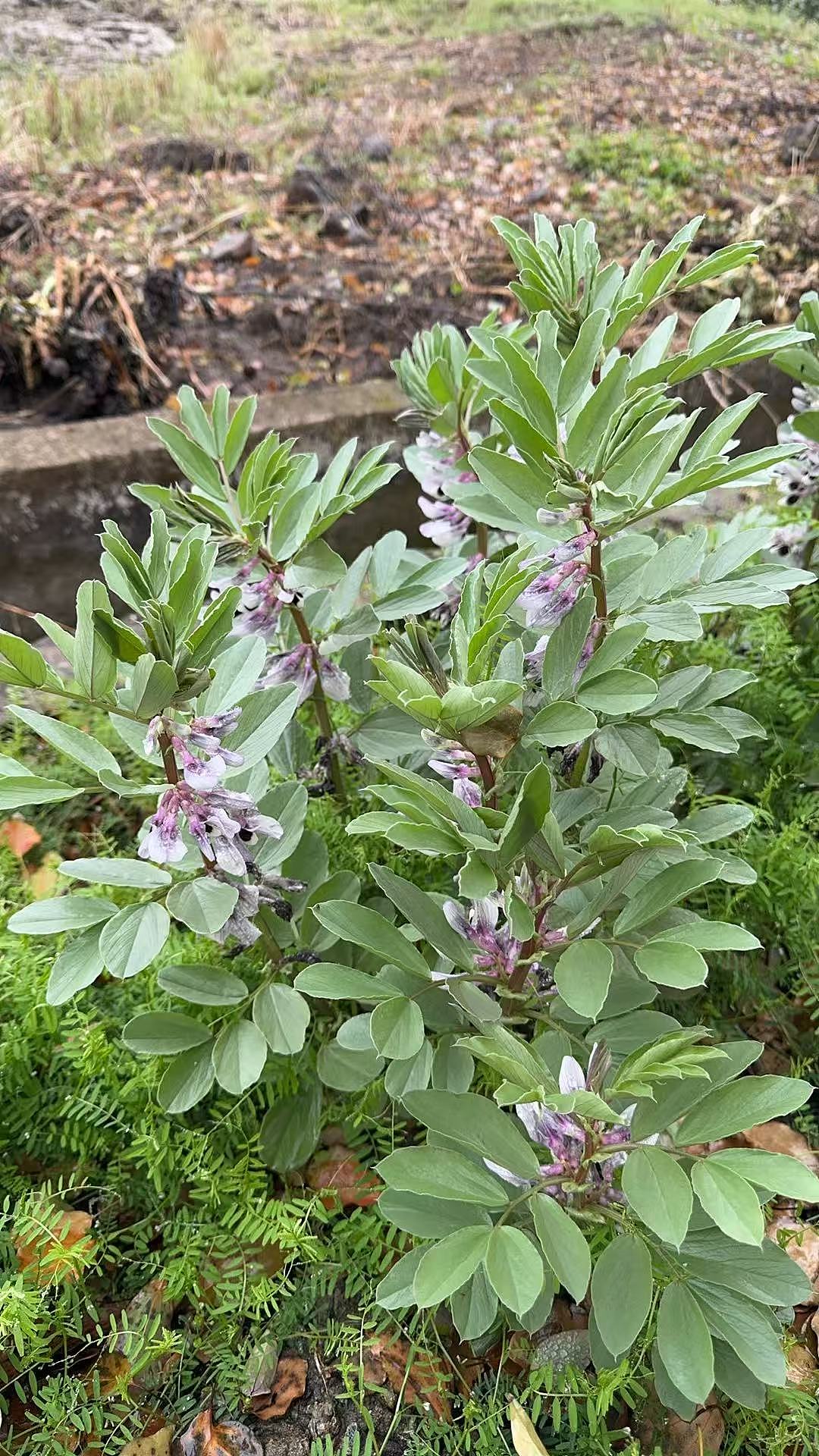 烟雨小村（图ZNDA0ODQyMTg4） - 人文/纪实摄影 - 站酷设计师绛珠草lin原创素材 - 站酷ZCOOL