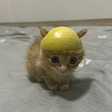 Choki抽屉的头像