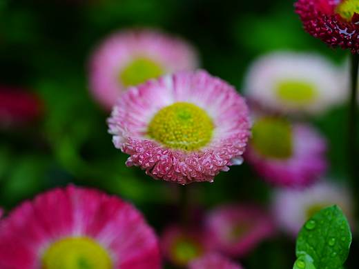 春雨与花颜（个人主页-ZNzMzODc3ODA=） - 风光摄影 - 站酷设计师葛慢村小原创素材 - 站酷ZCOOL