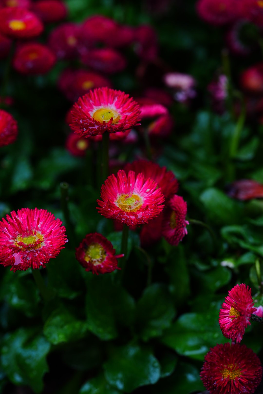 春雨與花顏（圖ZNDA0ODYyOTc2） - 風(fēng)光攝影 - 站酷設(shè)計(jì)師葛慢村小原創(chuàng)素材 - 站酷ZCOOL