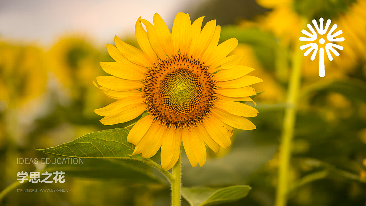 爱学思教育品牌形象设计｜惠州设计公司｜广东共鸣设计（图ZNDA0ODcyMDAw） - 品牌 - 站酷设计师RESONANCE共鸣原创素材 - 站酷ZCOOL