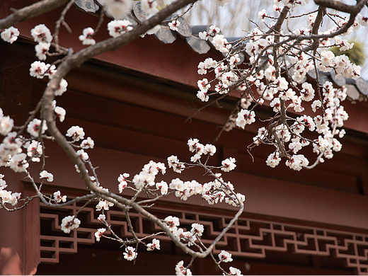 春日游，杏花开满头。