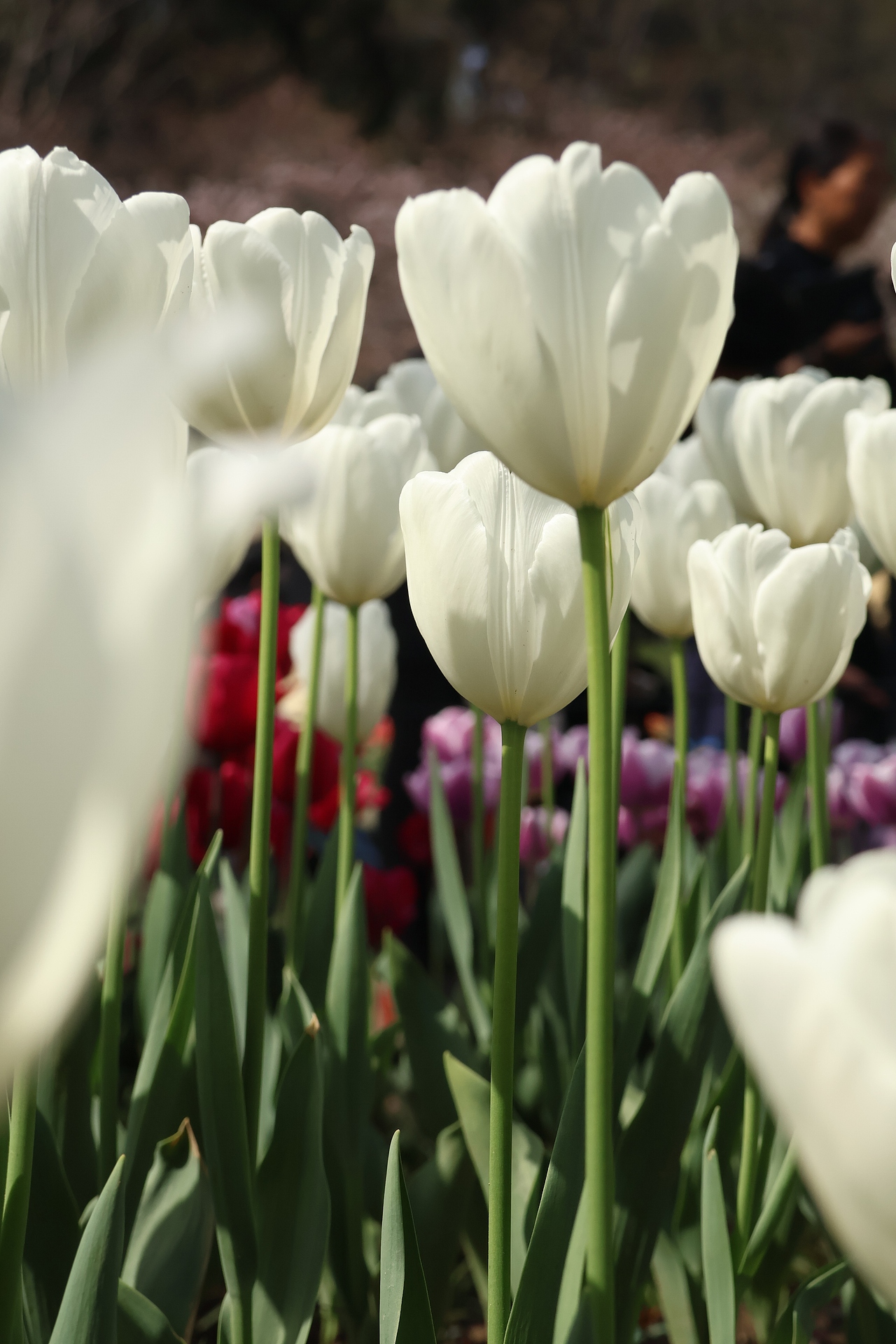 春和景明（图ZNDA0ODkxMDYw） - 风光摄影 - 站酷设计师爱吃辣条的孟令原创素材 - 站酷ZCOOL