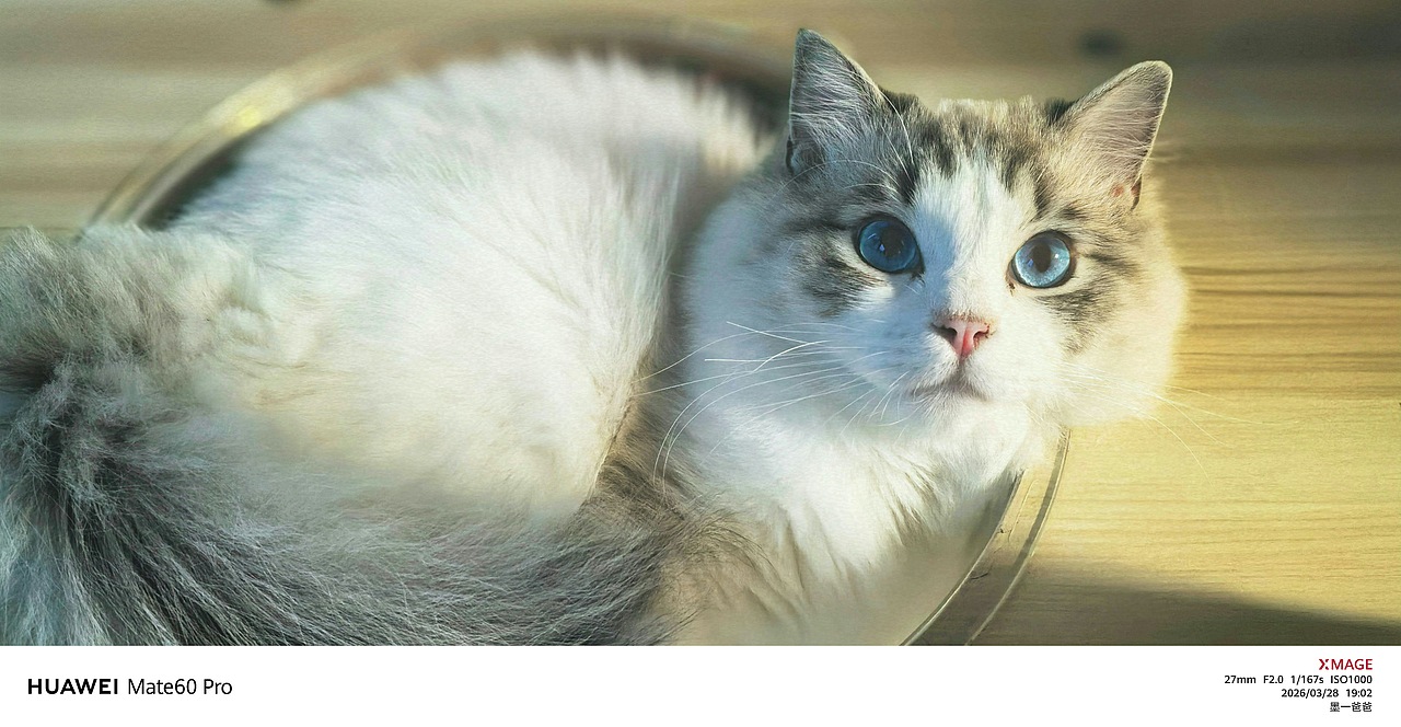 我是一条小团团（图ZNDA0ODk4MDQ4） - 宠物摄影 - 站酷设计师拾光设影师原创素材 - 站酷ZCOOL