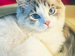 我是一条小团团